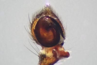 <i>Tmarus stellio</i>