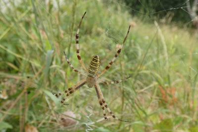 <i>Argiope bruennichi</i>