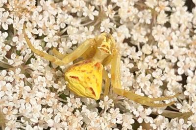 <i>Thomisus onustus</i>