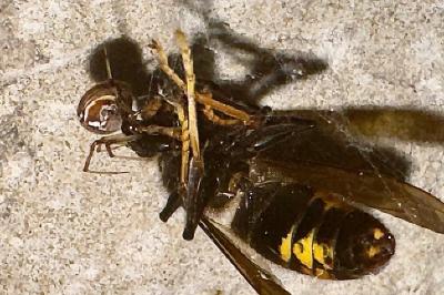 <i>Parasteatoda</i>