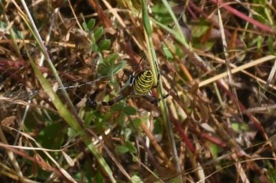 <i>Argiope bruennichi</i>