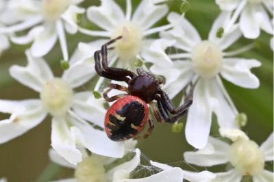 <i>Synema globosum</i>