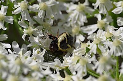 <i>Synema globosum</i>