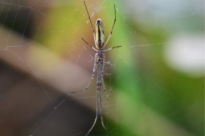 <i>Tetragnatha</i>