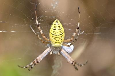 <i>Argiope bruennichi</i>