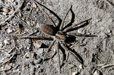 <i>Hogna radiata</i>