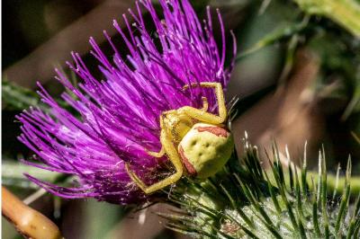 <i>Misumena vatia</i>