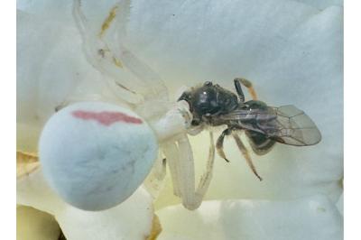 <i>Misumena vatia</i>