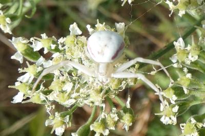 <i>Misumena vatia</i>