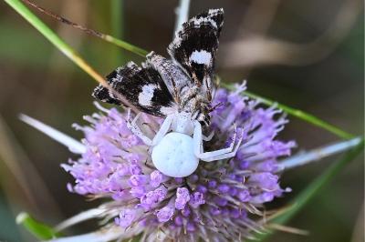 <i>Misumena vatia</i>