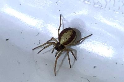 <i>Hypsosinga albovittata</i>