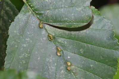 <i>Eriophyes inangulis</i>