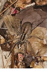 <i>Hogna radiata</i>