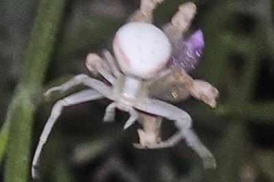 <i>Misumena vatia</i>