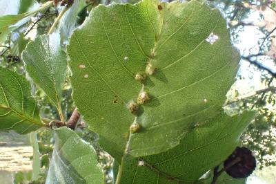 <i>Eriophyes inangulis</i>