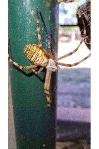 <i>Argiope bruennichi</i>