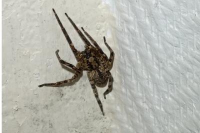 <i>Zoropsis spinimana</i>