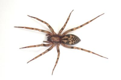 <i>Liocranum rupicola</i>