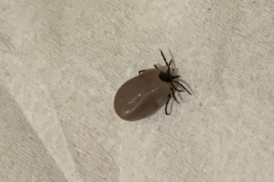 <i>Ixodes</i>