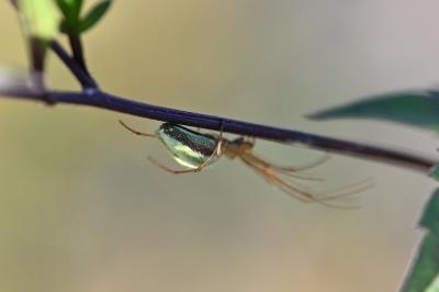 <i>Tetragnatha</i>