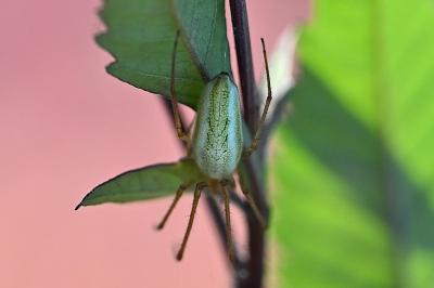 <i>Tetragnatha</i>
