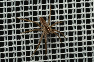 <i>Pisaura mirabilis</i>