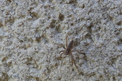 <i>Pisaura mirabilis</i>
