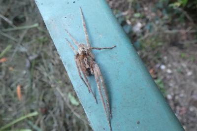 <i>Zoropsis spinimana</i>