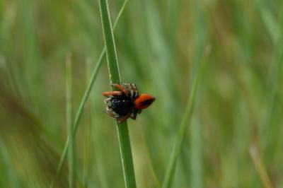 <i>Philaeus chrysops</i>