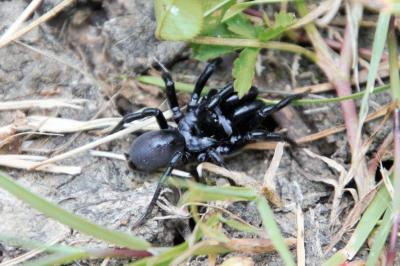 <i>Atypus affinis</i>