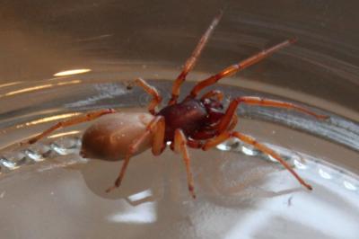 <i>Dysdera crocata</i>