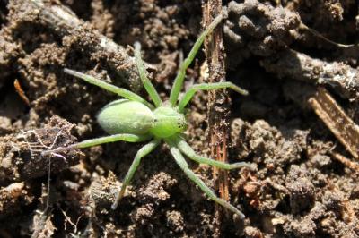 <i>Micrommata ligurina</i>