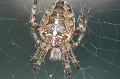 <i>Araneus diadematus</i>