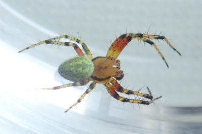 <i>Araniella cucurbitina</i>