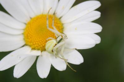 <i>Misumena vatia</i>