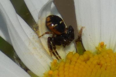 <i>Synema globosum</i>