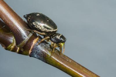 <i>Heliophanus cupreus</i>