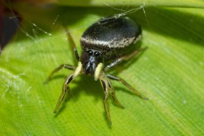 <i>Heliophanus cupreus</i>