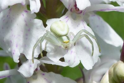 <i>Misumena vatia</i>