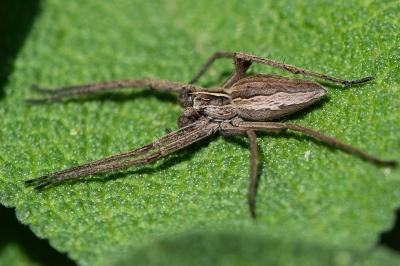 <i>Pisaura mirabilis</i>