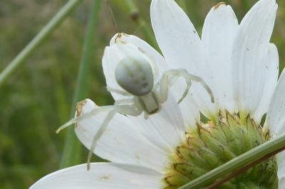 <i>Misumena vatia</i>