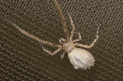 <i>Uloborus walckenaerius</i>