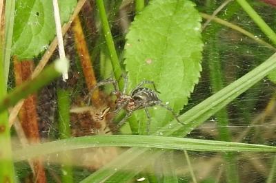 <i>Agelena labyrinthica</i>
