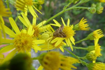 <i>Misumena vatia</i>