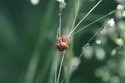 <i>Gibbaranea bituberculata</i>