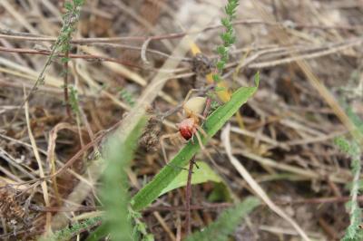 <i>Cheiracanthium punctorium</i>