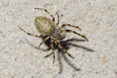 <i>Larinioides sclopetarius</i>