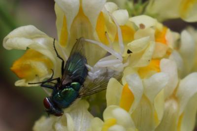 <i>Misumena vatia</i>