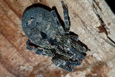 <i>Zoropsis spinimana</i>
