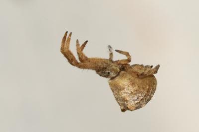 <i>Hyptiotes</i>